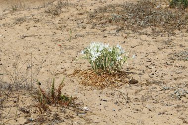 Pancratius veya Lily yıldız 