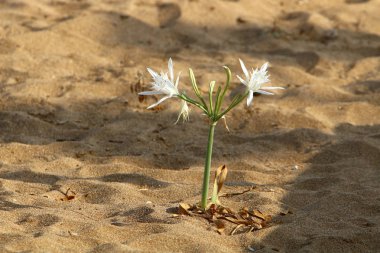 Pancratius veya Lily yıldız 