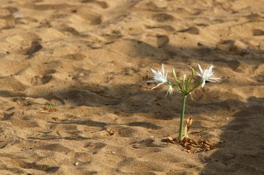 Pancratius veya Lily yıldız 
