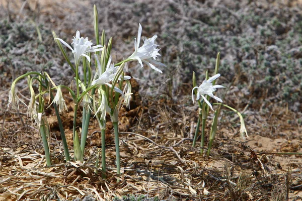 Pancratius, o Lily la Estrella — Foto de Stock