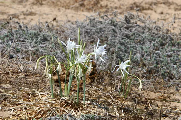 Pancratius veya Lily yıldız 