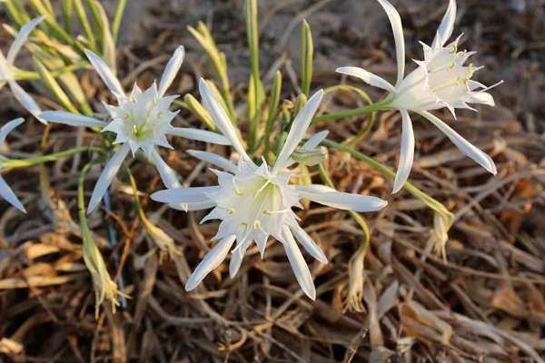 Pancratius, o Lily la Estrella —  Fotos de Stock