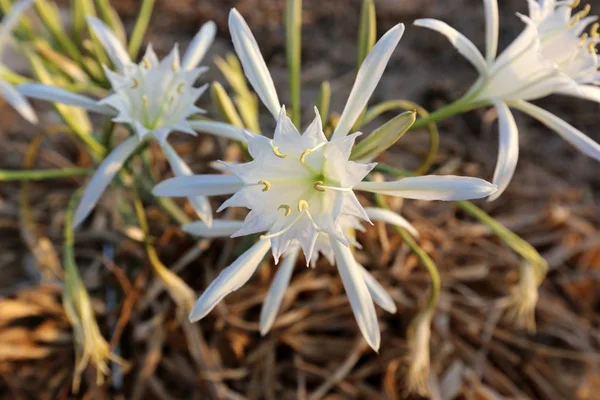 Pancratius, or Lily the Star — Stock Photo, Image