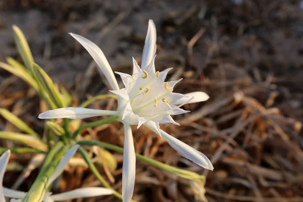 Pankracego, lub Lily gwiazda — Zdjęcie stockowe
