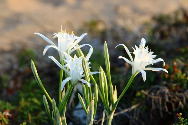 Pancratius, or Lily the Star — Stock Photo, Image