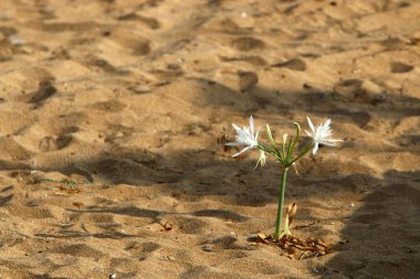 Pancratius veya Lily yıldız 