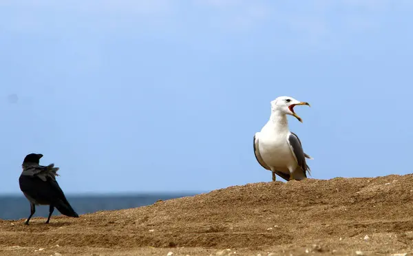 Gaviota en el mar —  Fotos de Stock