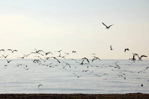 Möwe im Meer — Stockfoto