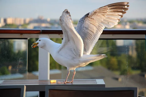 Fiskmås i havet — Stockfoto