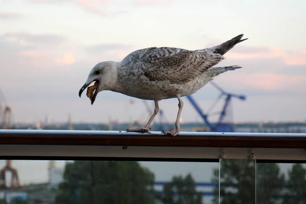 Fiskmås i havet — Stockfoto