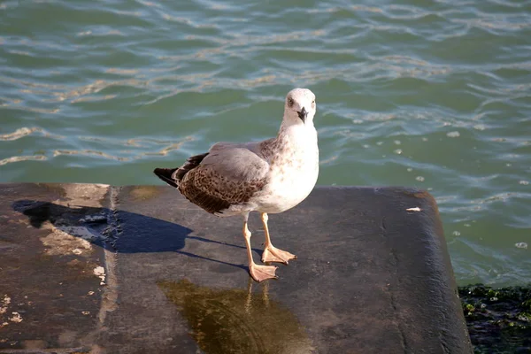 海の中のカモメ — ストック写真