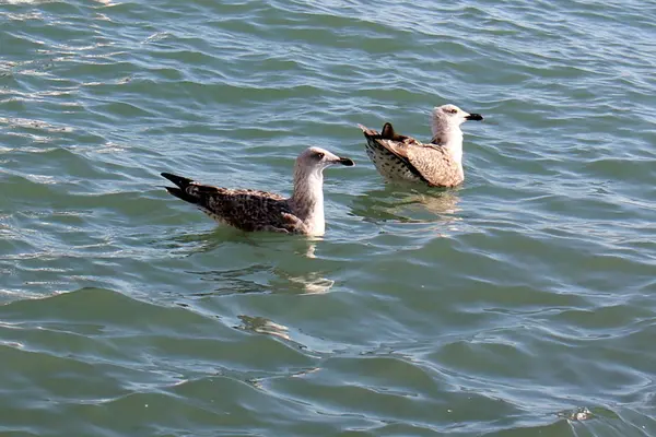 Möwe im Meer — Stockfoto