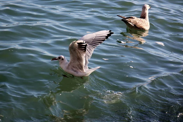 Möwe im Meer — Stockfoto