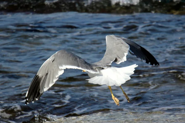 Fiskmås i havet — Stockfoto