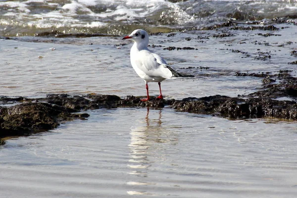 Möwe im Meer — Stockfoto