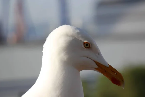 Möwe im Meer — Stockfoto