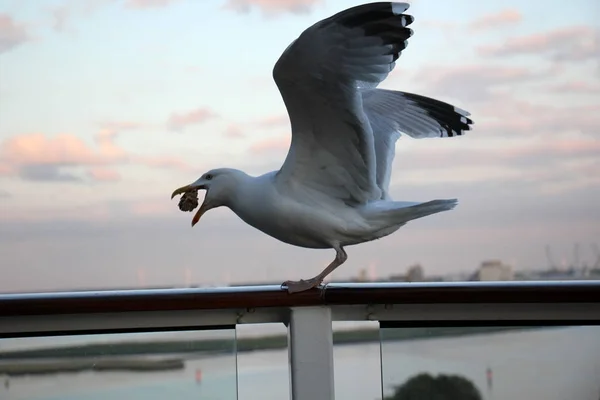 Möwe im Meer — Stockfoto