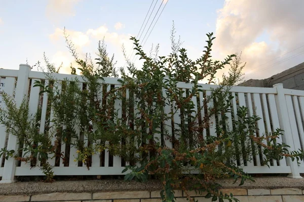 Çitin her zaman sınırı olduğunu 