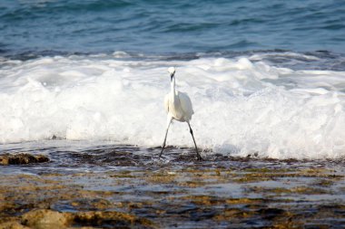 Akdeniz kıyılarında 