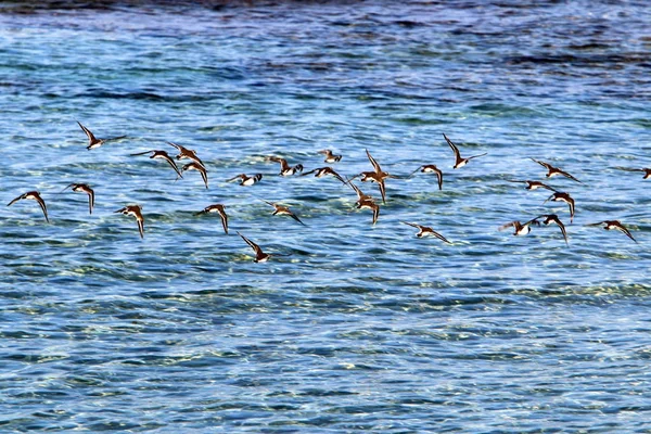 地中海の海岸 — ストック写真