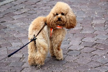 köpek arkadaş adam 