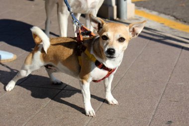 köpek arkadaş adam 