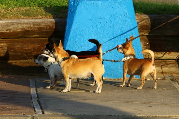 Cane amico uomo — Foto Stock