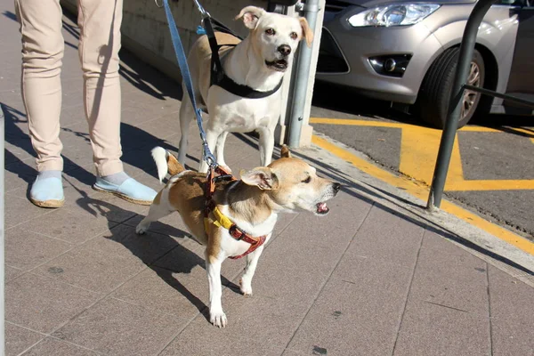 Cane amico uomo — Foto Stock