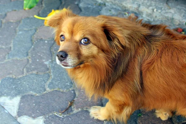 Собака друг человека — стоковое фото