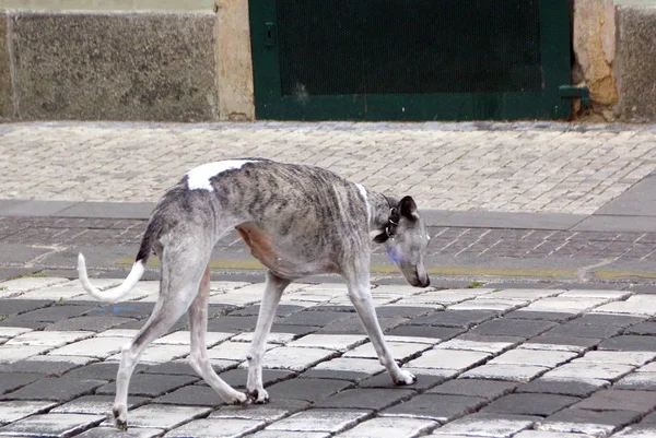 Amigo perro hombre — Foto de Stock