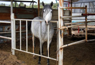 Kafesteki bir hayvan 