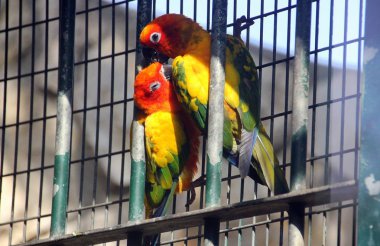 Kafesteki bir hayvan 