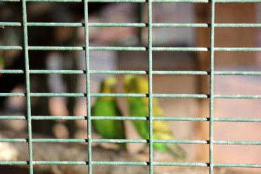 Kafesteki bir hayvan 