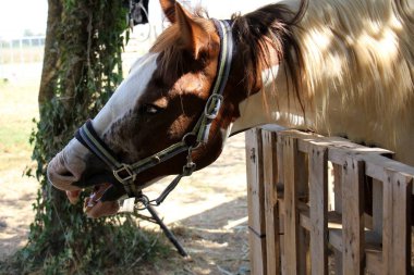 Kafesteki bir hayvan 