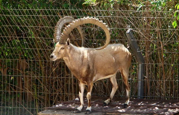 Animal in a cage — Stock Photo, Image