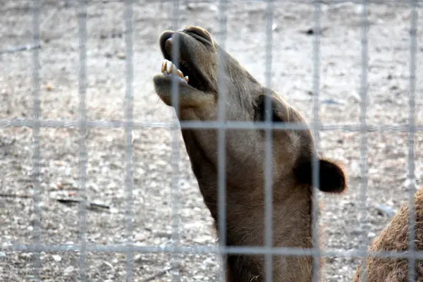 Animal en una jaula — Foto de Stock