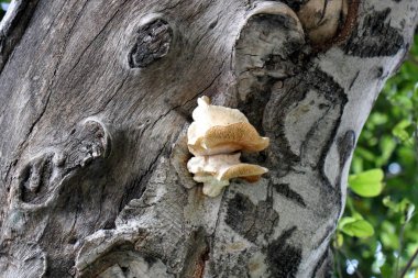 görünümü ve doku ağacı 