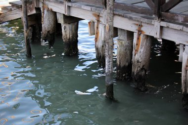 görünümü ve doku ağacı 