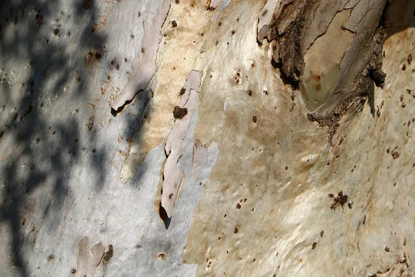ビューと木の風合い — ストック写真