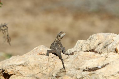 Kertenkele bir taşa oturur 