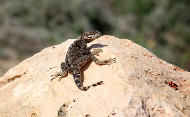 Kertenkele bir taşa oturur 