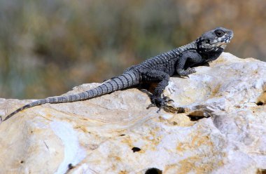 Kertenkele bir taşa oturur 