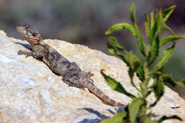 Kertenkele bir taşa oturur 