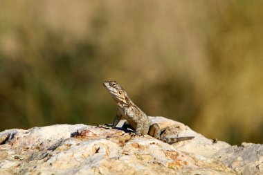 Kertenkele bir taşa oturur 