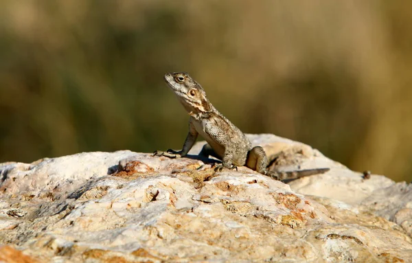 蜥蜴坐在一块岩石上 — 图库照片