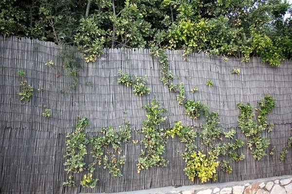 The fence is always the border — Stock Photo, Image