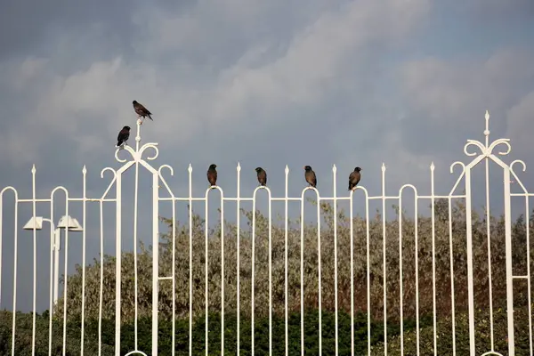 The fence is always the border — Stock Photo, Image