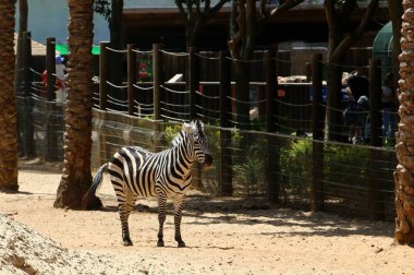 Ungulates sipariş at 