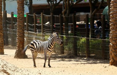 Ungulates sipariş at 
