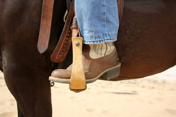 Hästen storleksordningen av hovdjur — Stockfoto